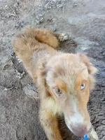 Copper  (Red Merle ( w/ Blue)), a male Australian Shepherd for sale in Elizabethtown, KY – 5 of 10