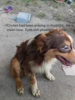 Cricket, a male Australian Shepherd for sale in Elizabethtown, KY – 5 of 10