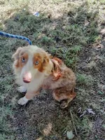 Marbles (Red Merle ( w/ Blue)), a male Australian Shepherd for sale in Elizabethtown, KY – 6 of 10