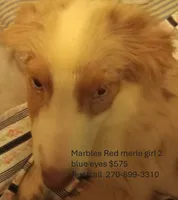 Marbles, a male Australian Shepherd for sale in Elizabethtown, KY – 5 of 6