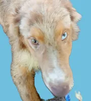 Copper  (Red Merle ( w/ Blue)), a male Australian Shepherd for sale in Elizabethtown, KY – 10 of 10