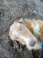 Champ  (Red Merle ( w/ Blue)), a male Australian Shepherd for sale in Elizabethtown, KY – 6 of 6