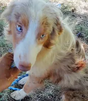 Marbles, a female Australian Shepherd for sale in Elizabethtown, KY – 7 of 9