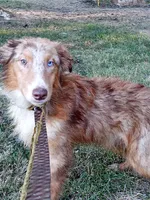 Champ  (Red Merle) (In Training), a male Australian Shepherd for sale in Elizabethtown, KY – 7 of 10
