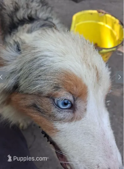 Sapphire – Australian Shepherd puppy for sale in Elizabethtown, KY