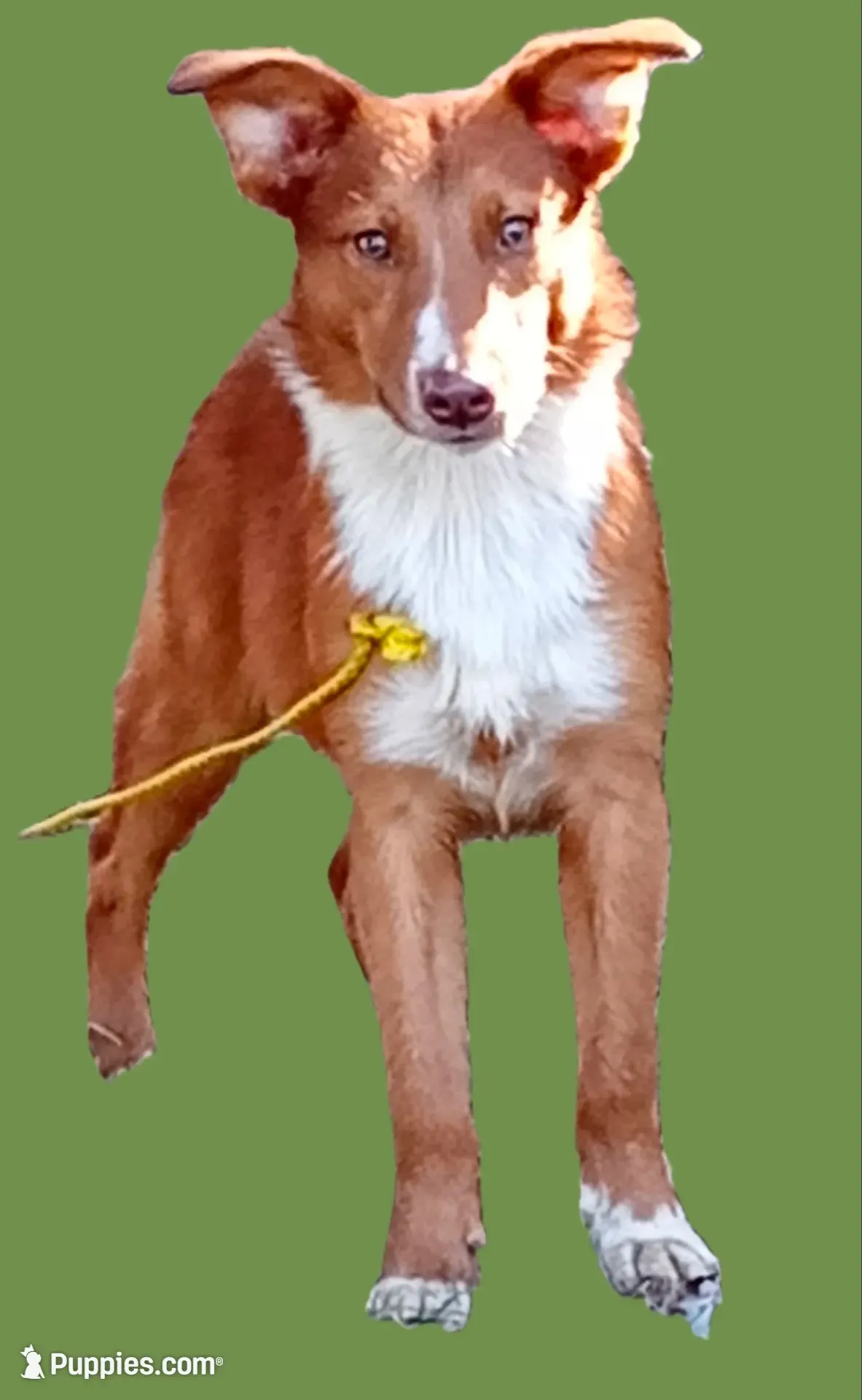 Winston -Dressed to Impress! (Chestnut) (In Training), a male Australian Shepherd and Belgian Shepherd Dog for sale in Elizabethtown, KY – 3 of 10