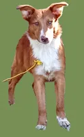 Rhett - Dressed to Impress!  (In Training), a male Australian Shepherd and Belgian Shepherd Dog for sale in Elizabethtown, KY – 3 of 10
