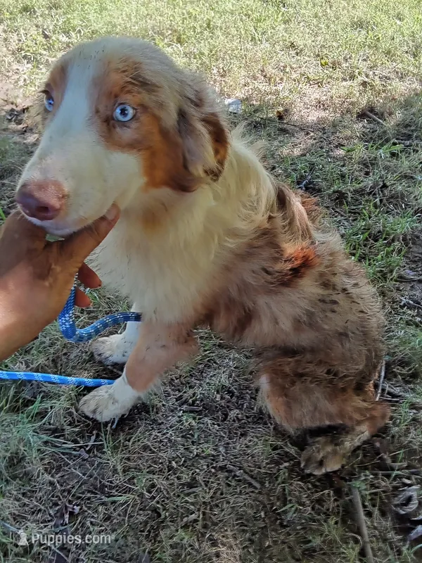 Marbles – Australian Shepherd puppy for sale in Elizabethtown, KY