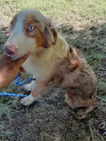 Marbles (Red Merle ( w/ Blue)), a male Australian Shepherd for sale in Elizabethtown, KY – 1 of 10