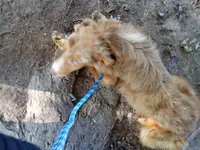 Copper  (Red Merle ( w/ Blue)), a male Australian Shepherd for sale in Elizabethtown, KY – 7 of 10
