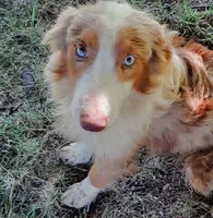 Marbles (Red Merle ( w/ Blue)), a male Australian Shepherd for sale in Elizabethtown, KY – 5 of 10