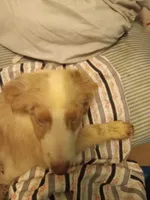Marbles, a male Australian Shepherd for sale in Elizabethtown, KY – 2 of 6