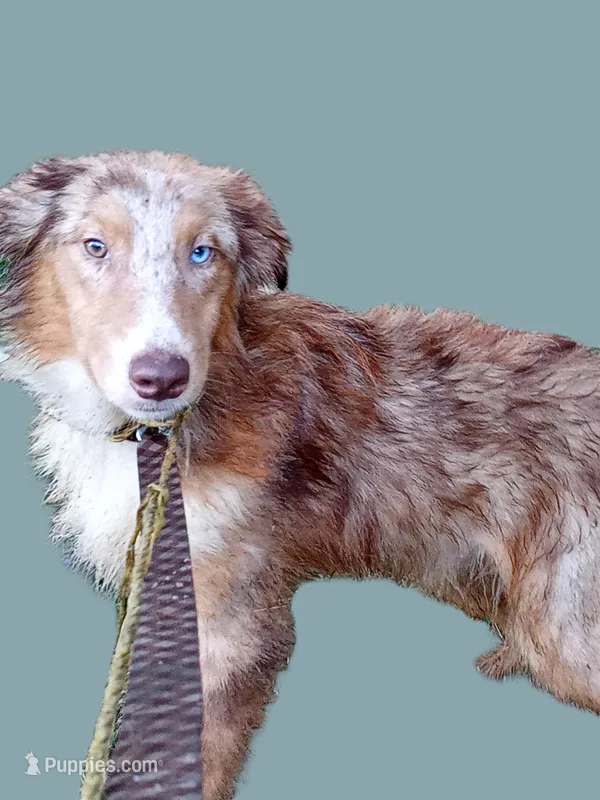 Copper  (Red Merle ) – Australian Shepherd puppy for sale in Elizabethtown, KY