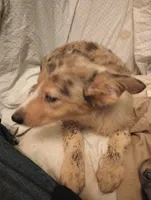 Violet , a female Australian Shepherd and Belgian Sheepdog for sale in Elizabethtown, KY – 6 of 6