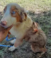 Marbles, a female Australian Shepherd for sale in Elizabethtown, KY – 3 of 9