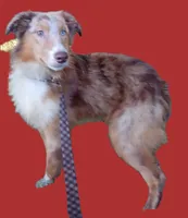 Champ  (Red Merle) (In Training), a male Australian Shepherd for sale in Elizabethtown, KY – 4 of 10