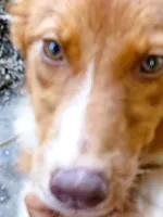 Chester (In Training), a male Australian Shepherd for sale in Elizabethtown, KY – 2 of 4