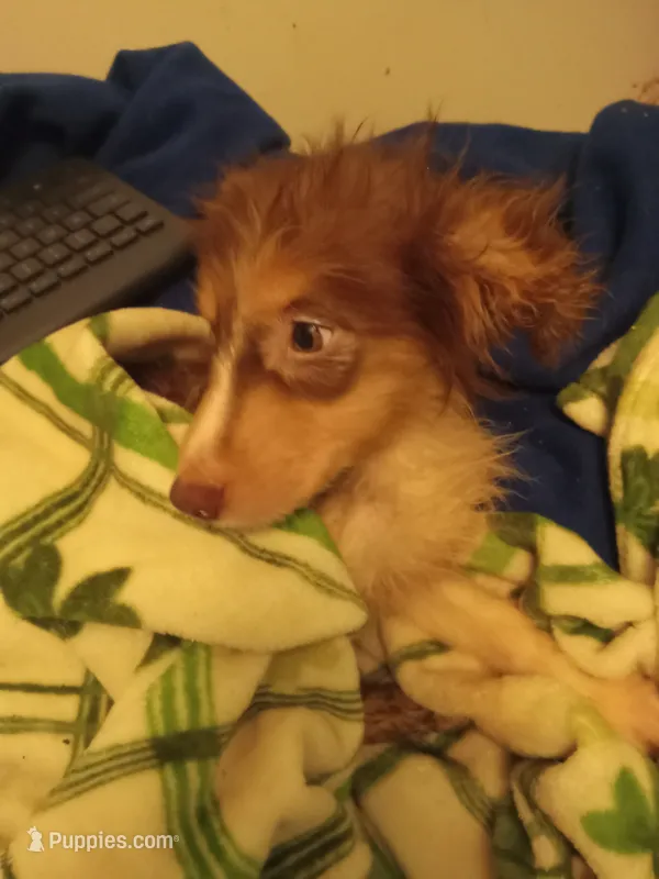 Cricket – Australian Shepherd puppy for sale in Elizabethtown, KY