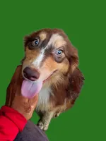 Cricket, a male Australian Shepherd for sale in Elizabethtown, KY – 3 of 10