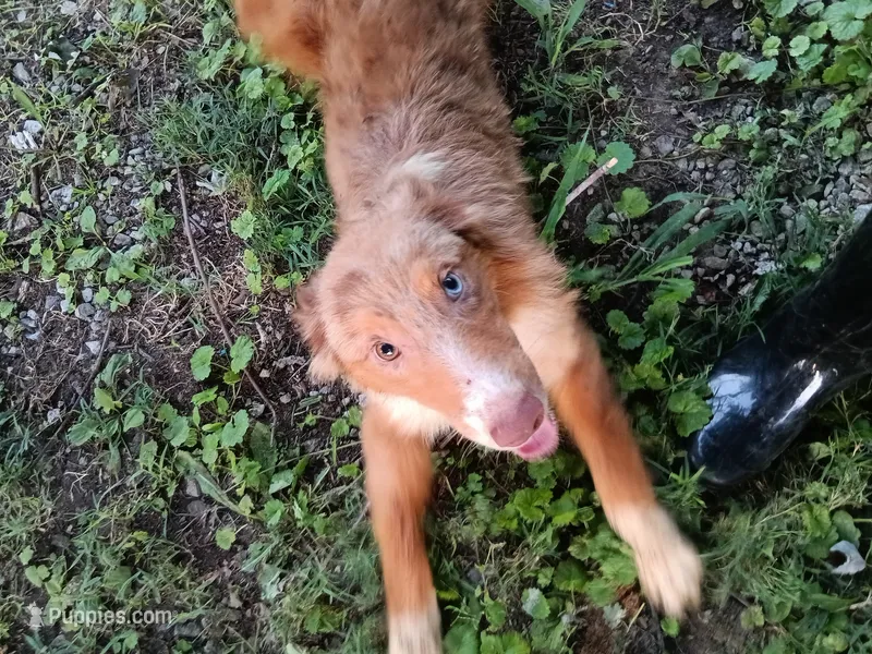 Champ – Australian Shepherd puppy for sale in Elizabethtown, KY