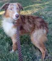 Champ  (Red Merle) (In Training), a male Australian Shepherd for sale in Elizabethtown, KY – 3 of 10