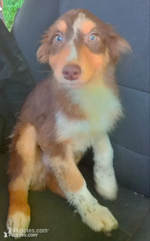 Cricket – Australian Shepherd puppy for sale in Elizabethtown, KY