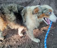 Blue SaFire, a female Australian Shepherd for sale in Elizabethtown, KY – 3 of 5