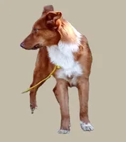 Rhett - Dressed to Impress!  (In Training), a male Australian Shepherd and Belgian Shepherd Dog for sale in Elizabethtown, KY – 4 of 10