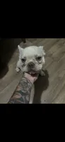 Daisy, a  French Bulldog for sale in Detroit, MI – 2 of 4