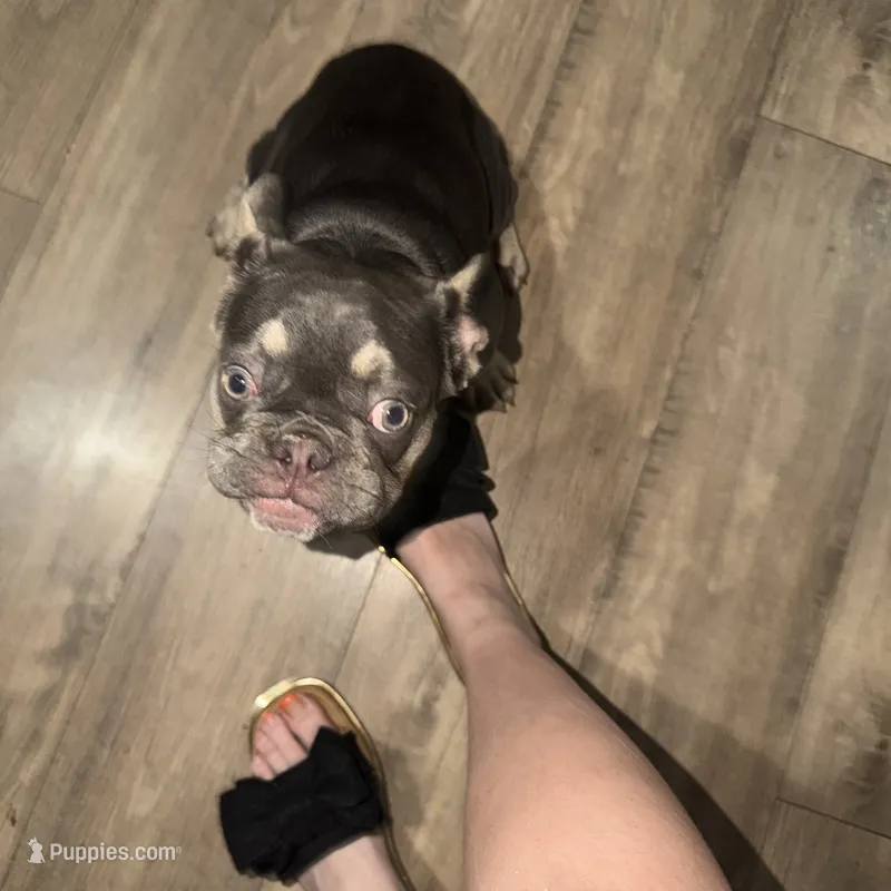 Eris – French Bulldog puppy for sale in Detroit, MI
