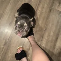 Eris, a  French Bulldog for sale in Detroit, MI – 1 of 3