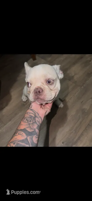 Daisy – French Bulldog puppy for sale in Detroit, MI
