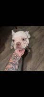 Daisy, a  French Bulldog for sale in Detroit, MI – 1 of 4