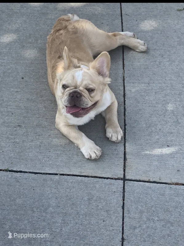Lily – French Bulldog puppy for sale in Detroit, MI