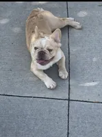 Lily, a female French Bulldog for sale in Detroit, MI – 1 of 5