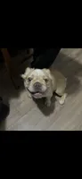 Lily, a female French Bulldog for sale in Detroit, MI – 3 of 5