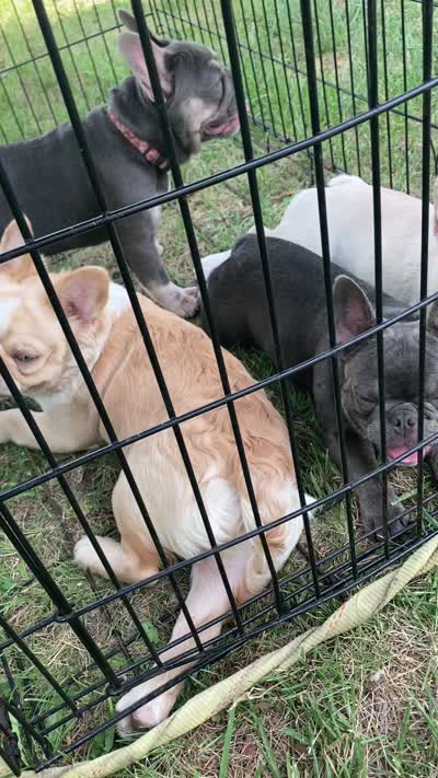 Eris, a  French Bulldog for sale in Detroit, MI – 3 of 3