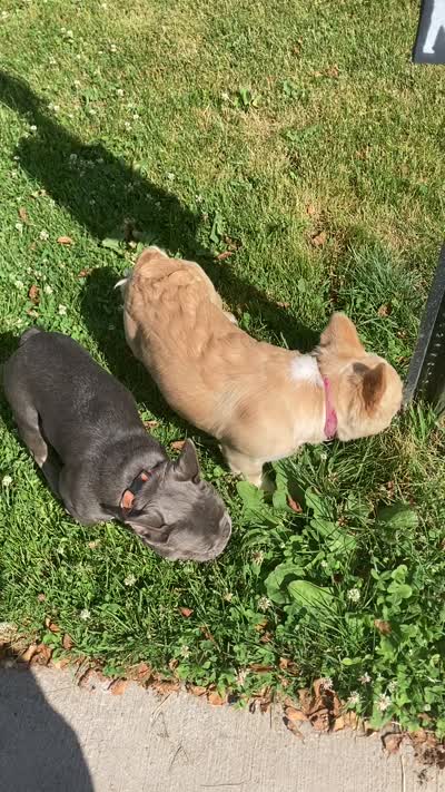 Eris, a  French Bulldog for sale in Detroit, MI – 2 of 3