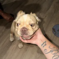 Lily, a female French Bulldog for sale in Detroit, MI – 2 of 5