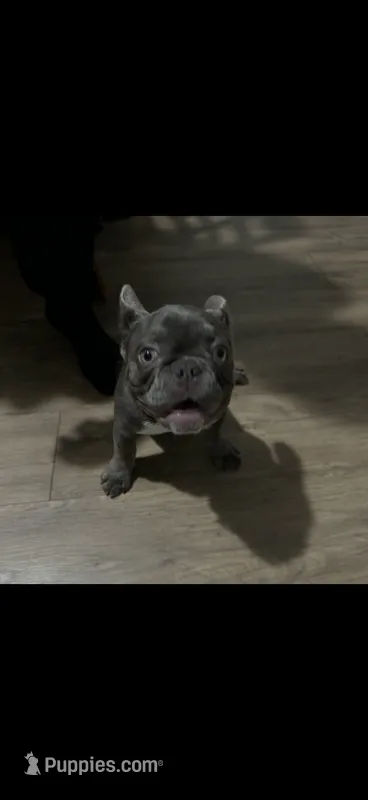Violet – French Bulldog puppy for sale in Detroit, MI