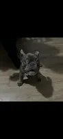 Violet, a female French Bulldog for sale in Detroit, MI – 1 of 3