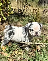 Maisy, a female English Bulldog for sale in Ball Ground, GA – 3 of 4