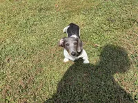 Moon star , a female Miniature Dachshund for sale in Ball Ground, GA – 2 of 7