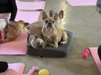 Chennel, a female French Bulldog for sale in Ball Ground, GA – 5 of 6
