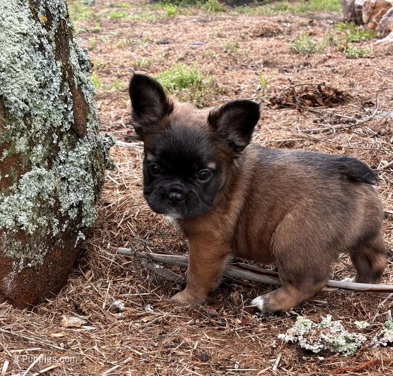 Sara Lee – French Bulldog puppy for sale in Ball Ground, GA