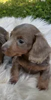 Penny, a female Miniature Dachshund for sale in Ball Ground, GA – 2 of 5
