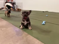Bodey, a male French Bulldog for sale in Ball Ground, GA – 4 of 5
