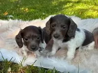 Moon star , a female Miniature Dachshund for sale in Ball Ground, GA – 3 of 5