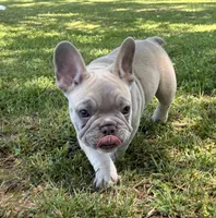 Jessy, a female French Bulldog for sale in Ball Ground, GA – 4 of 4