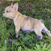 Daffy, a female French Bulldog for sale in Ball Ground, GA – Photo 2 of 6